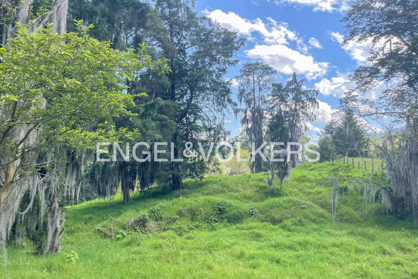 Lush green hillside with trees, some draped with Spanish moss, under a blue sky with white clouds. Engel & Volkers logo visible.