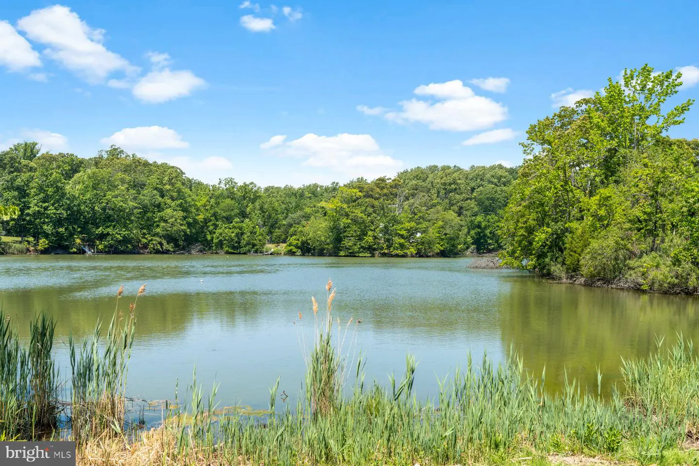 Scenic view of a calm lake surrounded by lush green trees under a blue sky with scattered white clouds. Tall reeds grow along the lake's edge.