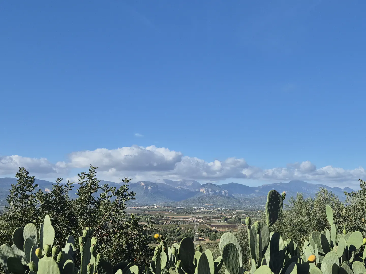 Scenic view of mountains under a blue sky with cacti in the foreground.
