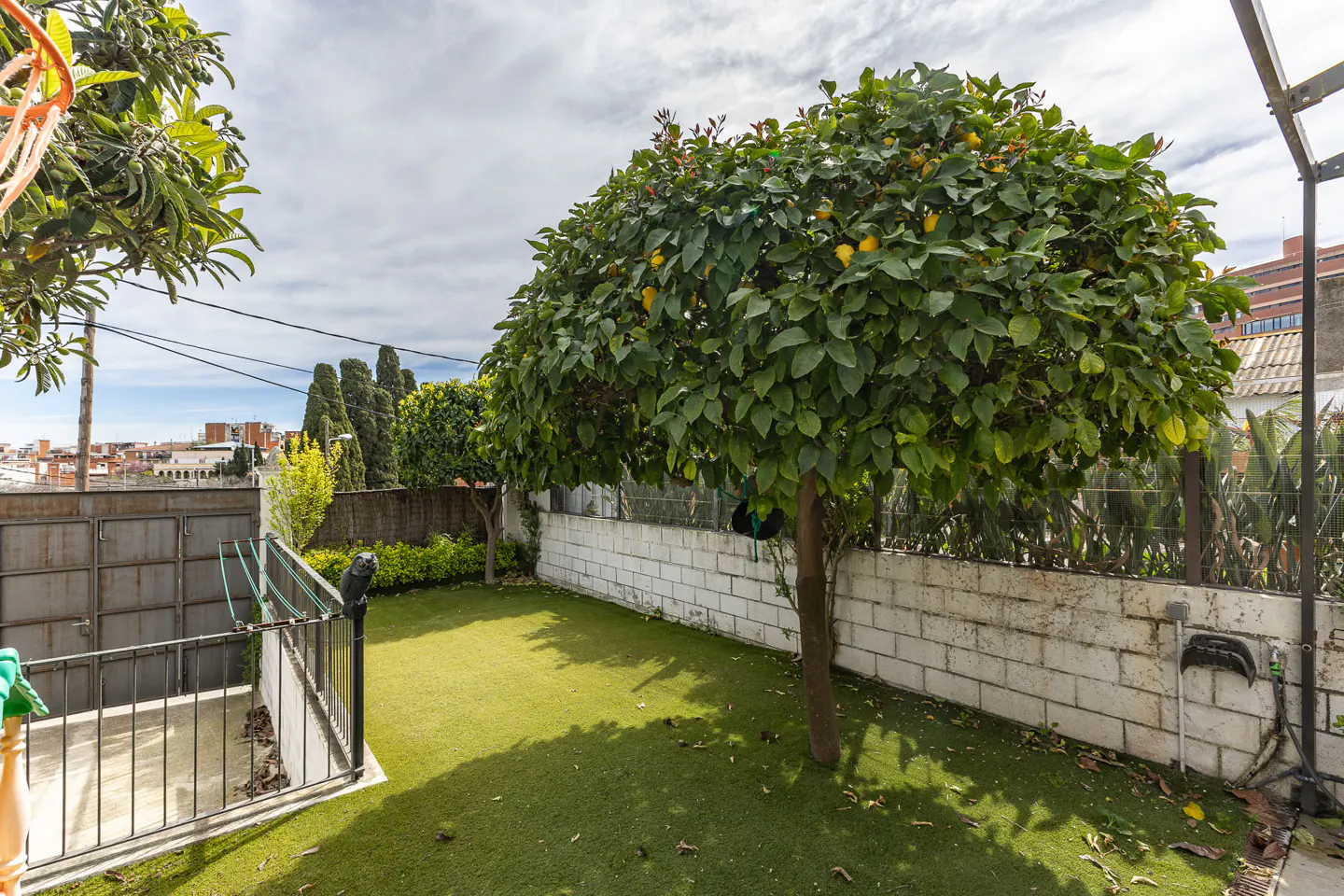 A backyard with green grass, a lemon tree, and a white brick wall.