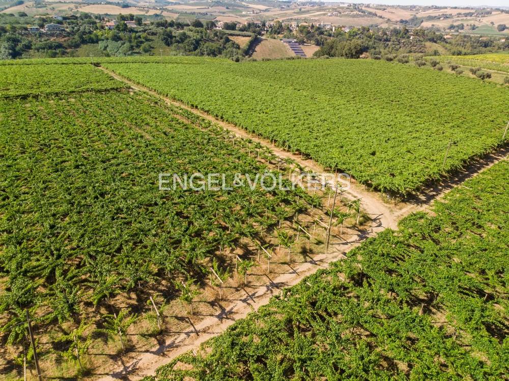 Aerial view of lush green vineyard rows stretching across a rolling landscape under a clear sky.