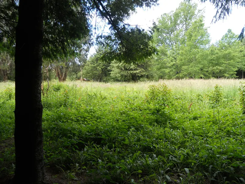 Lush green field with tall grass and trees. A dark tree trunk is on the left side of the image.