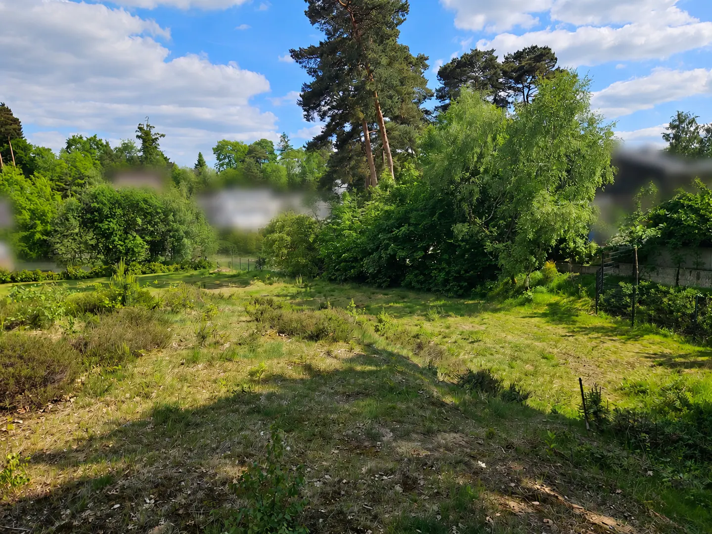 A grassy, sunlit plot of land surrounded by lush green trees and tall pines under a blue sky with scattered clouds.