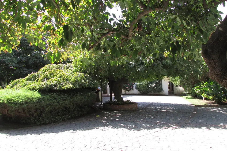 A brick driveway leads to a white gate, shaded by green trees and bushes.