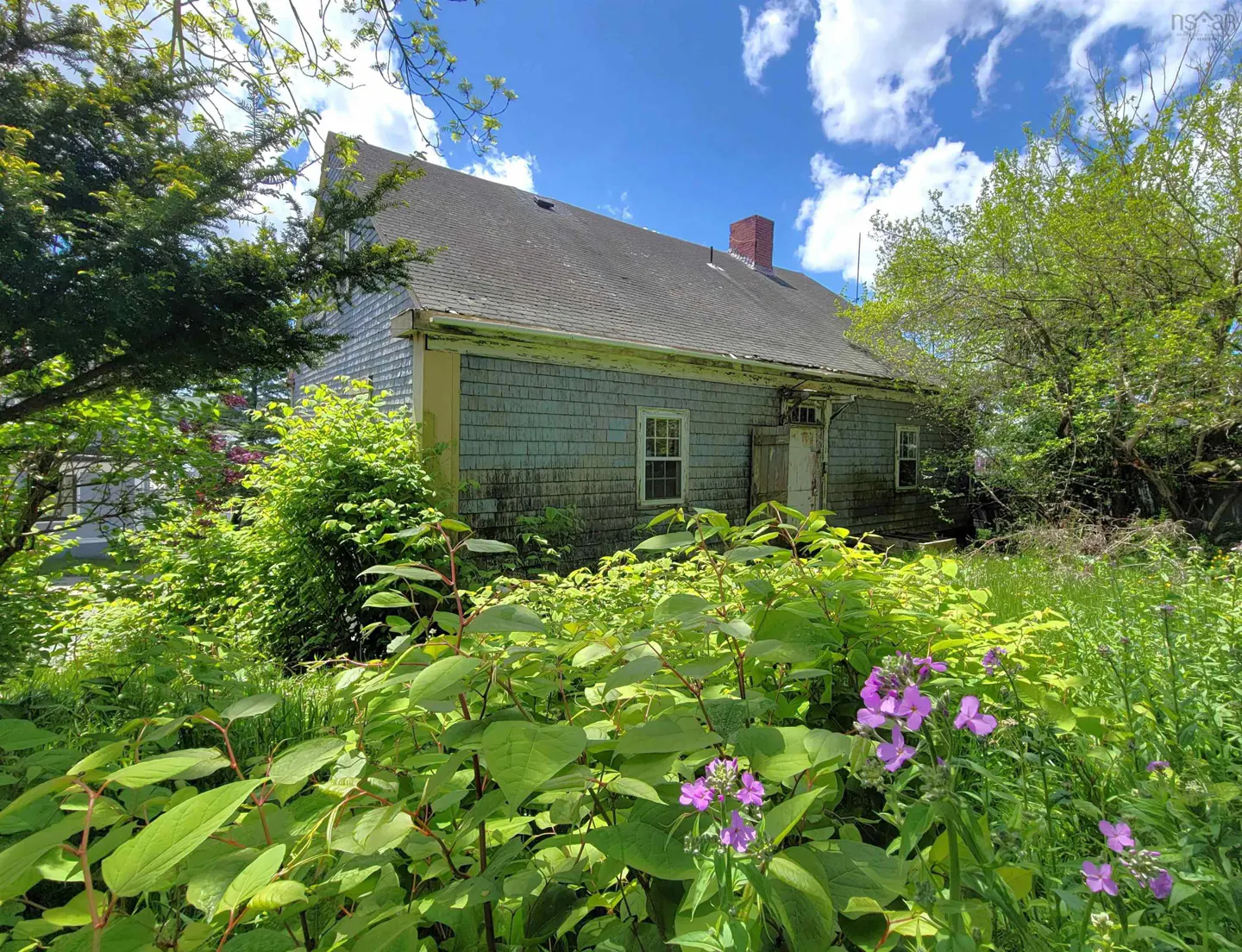 Exterior view of a weathered, light blue shingle house with a red brick chimney, surrounded by lush green foliage and purple flowers.