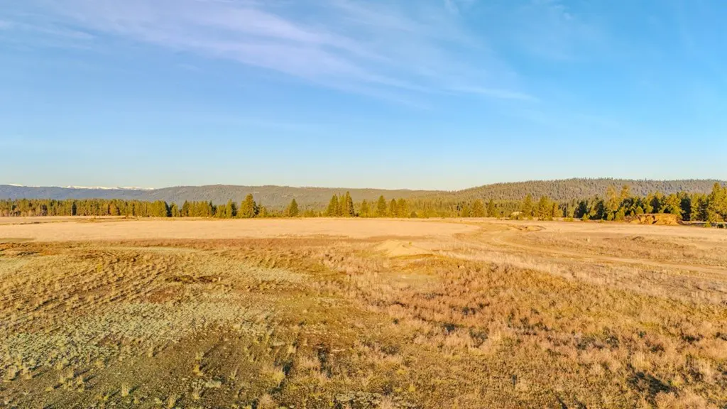 Vast golden field under a blue sky, bordered by green trees and distant mountains.