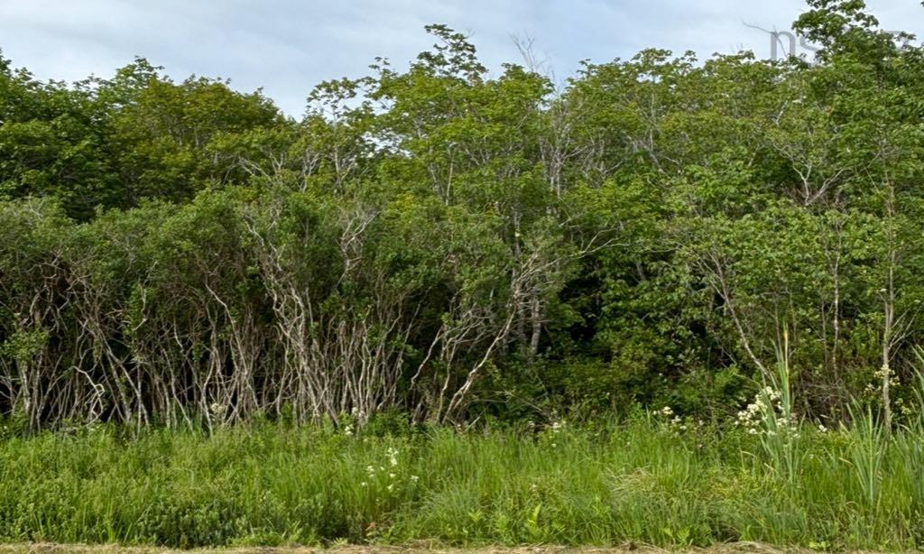 4 Acres Mostly Wooded