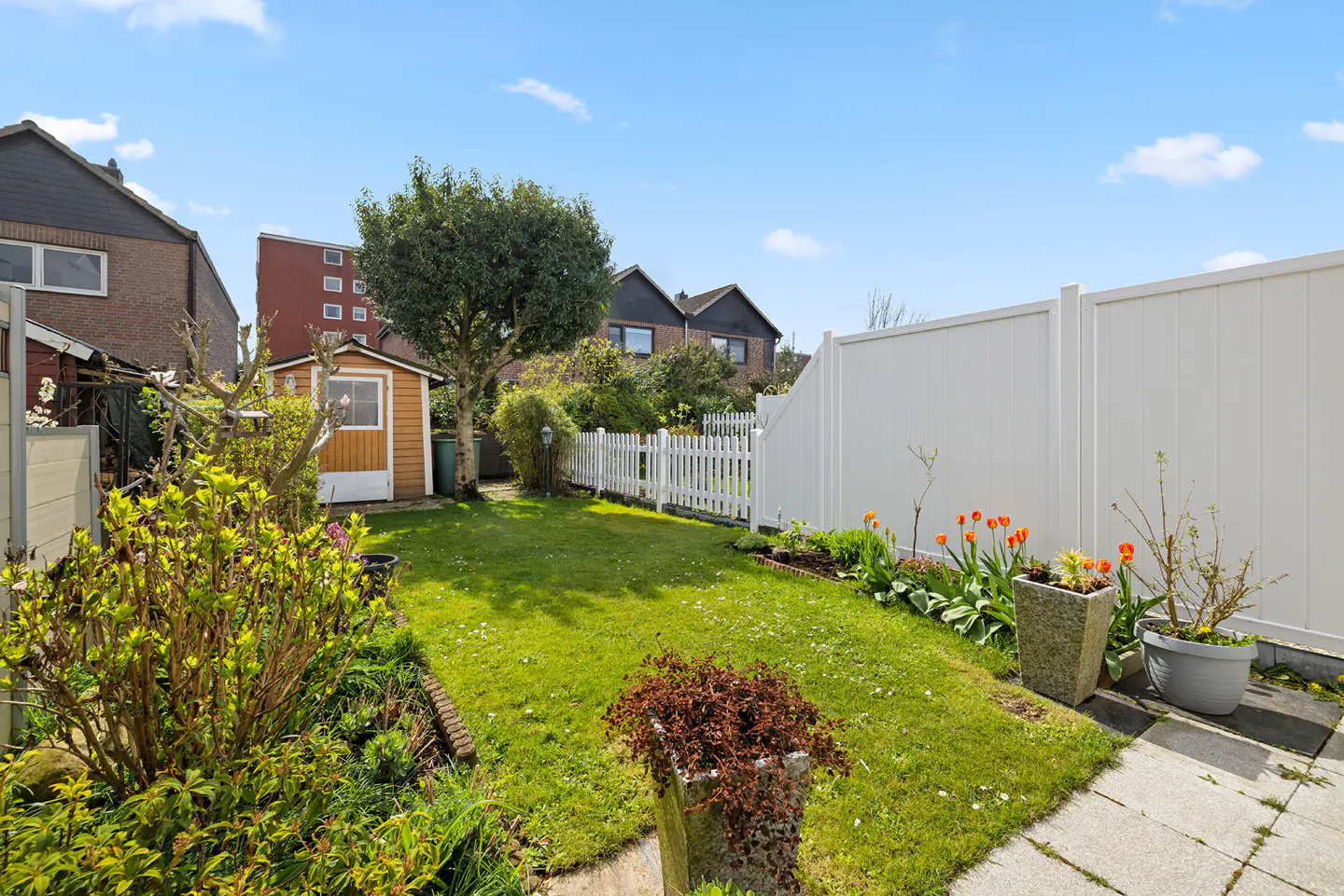 A sunny backyard with green grass, a small shed, white fences, and flower pots with orange tulips.