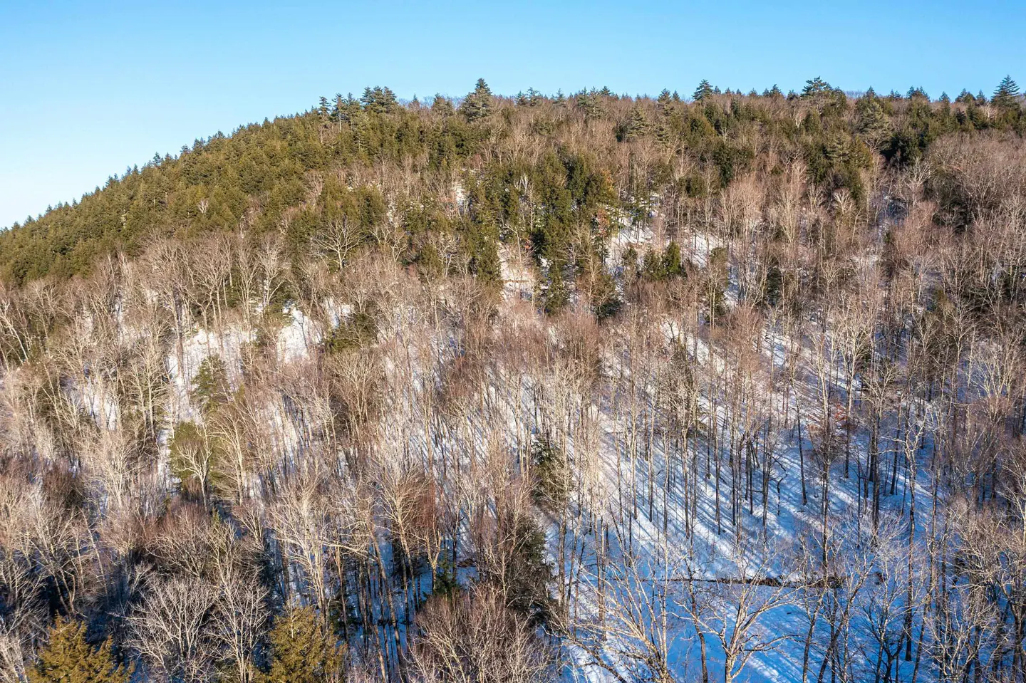 Snowy hillside with bare trees and evergreens under a clear blue sky.