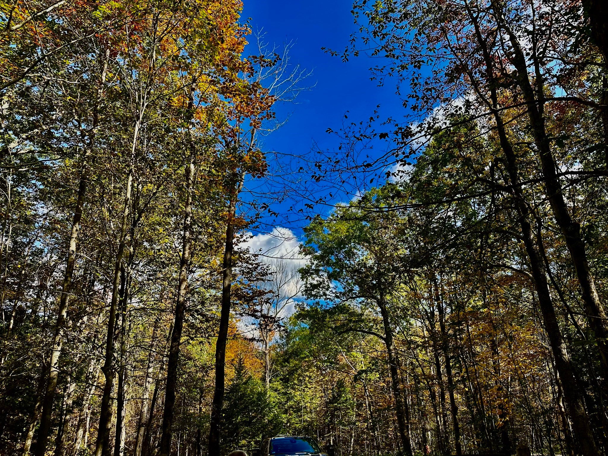 15 Berkshire acres bordering over 1100 acres of state land!