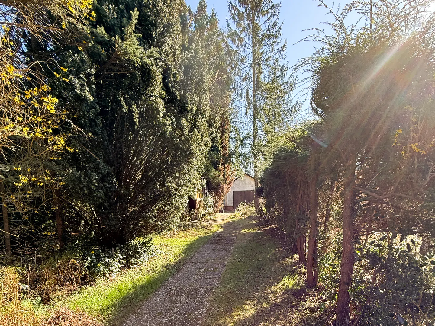 Gravel driveway lined with tall green trees and bushes leading to a garage in the distance on a sunny day.