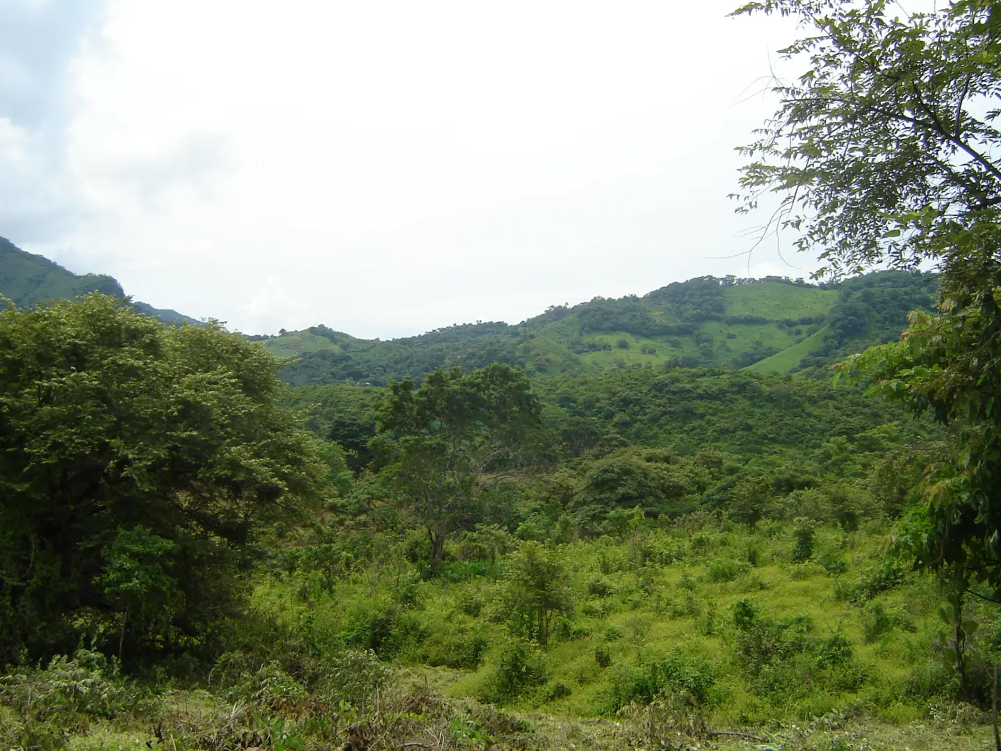 Lush green hills and trees under a cloudy sky. A vibrant, natural landscape.
