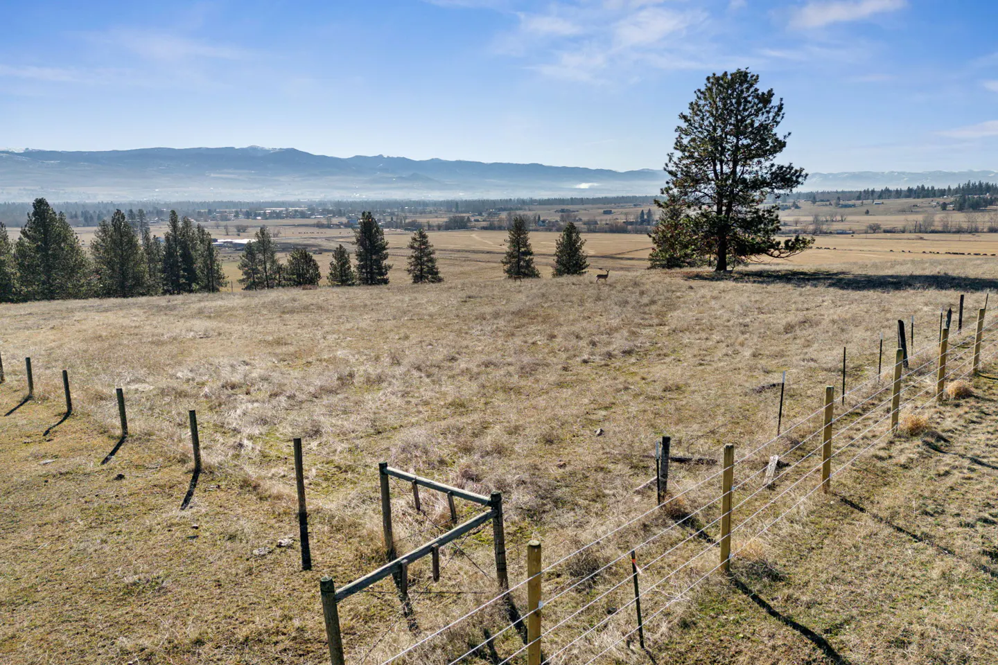 A landscape view of a grassy field with a wire fence, trees, and mountains in the background on a sunny day.