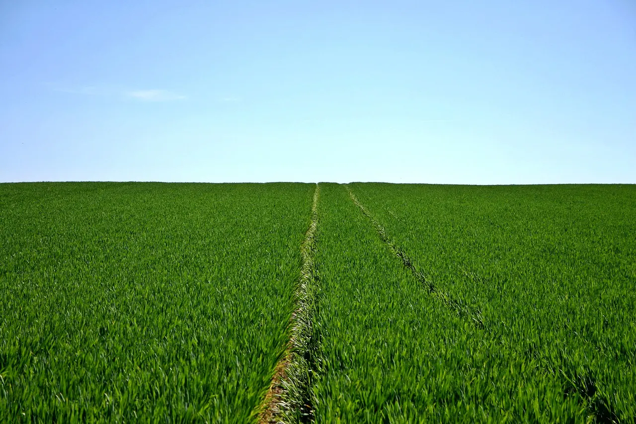 A vast, green field of crops stretches to the horizon under a clear blue sky. Tire tracks run through the field.