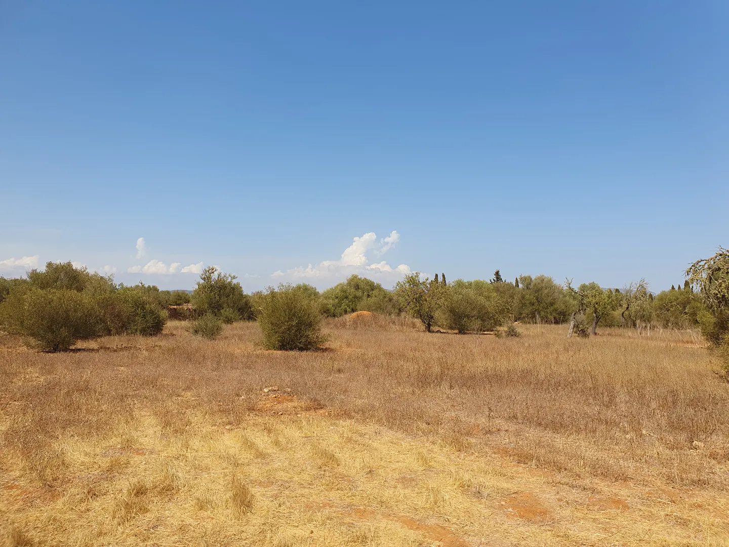A wide, dry, grassy field with scattered green shrubs under a clear blue sky with light clouds.
