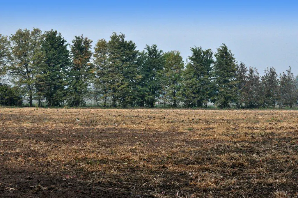 A field of brown dirt and dry grass under a blue sky, with a line of green trees in the background.