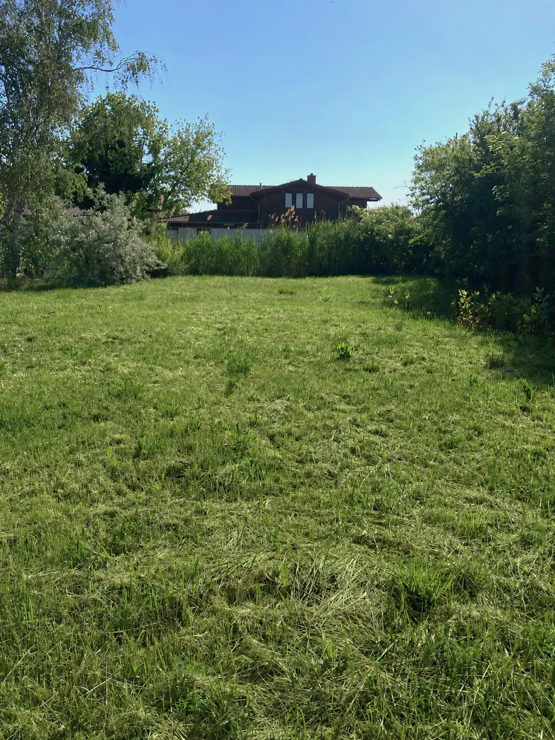 A large, green, mowed lawn under a blue sky, with trees and a house in the background.
