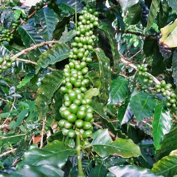 Close-up of a coffee plant with green coffee beans clustered on a branch, surrounded by dark green leaves.