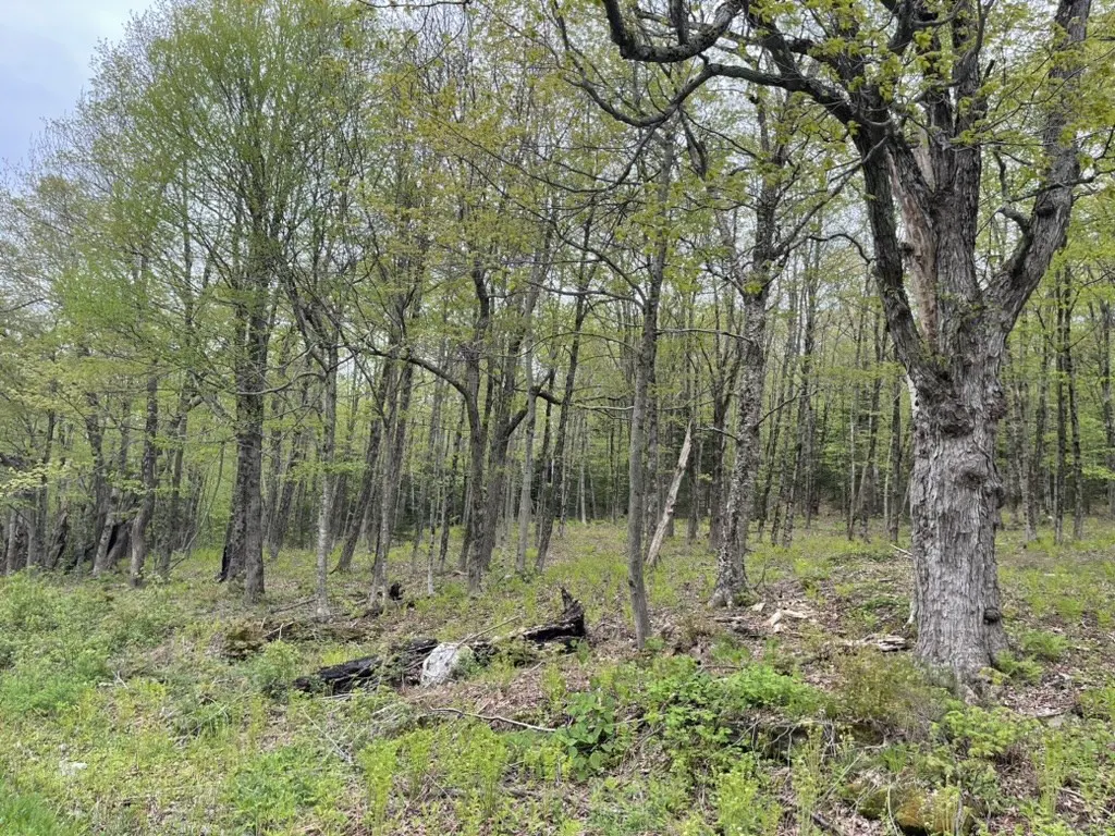 A wooded area with tall trees and green foliage. The ground is covered in grass and small plants.
