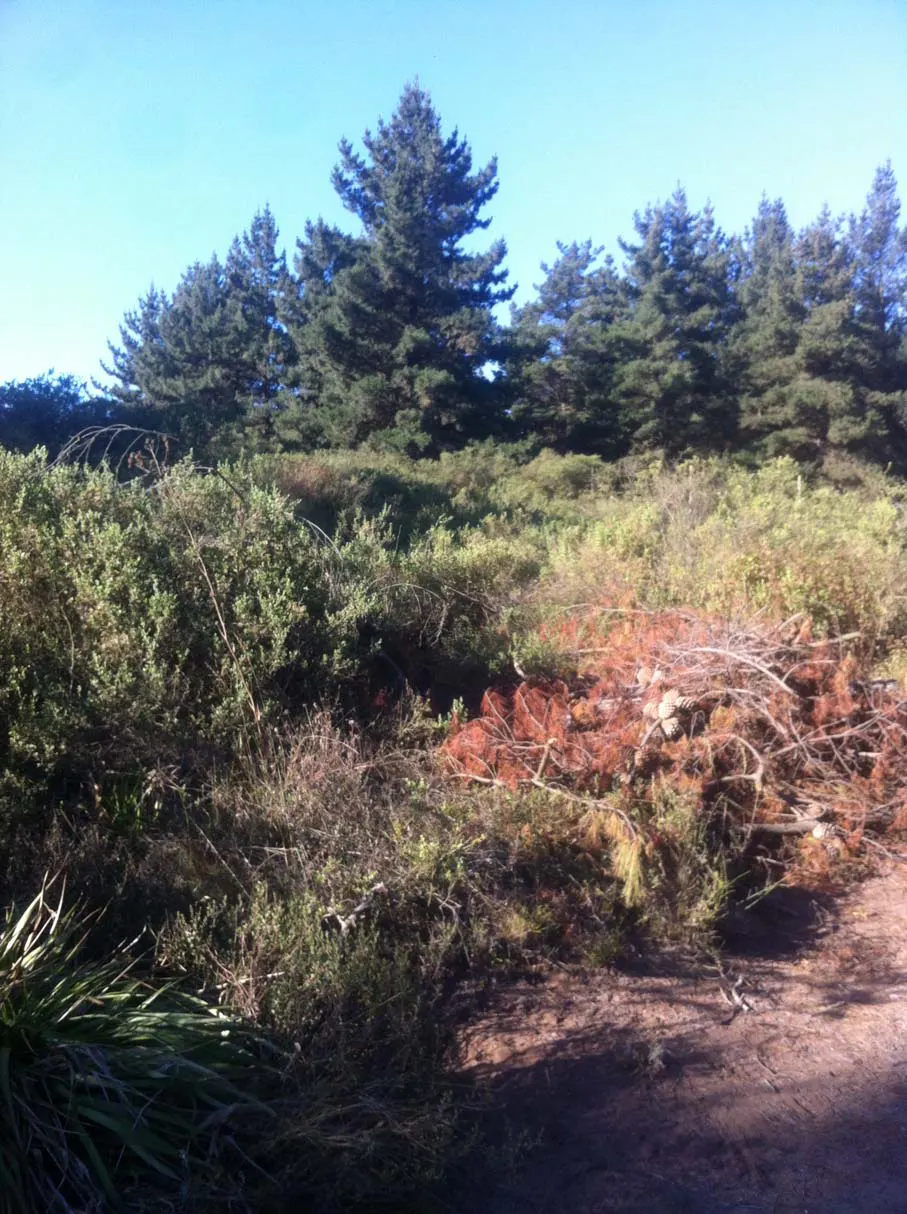 A landscape view of a forest with green trees and bushes under a blue sky.