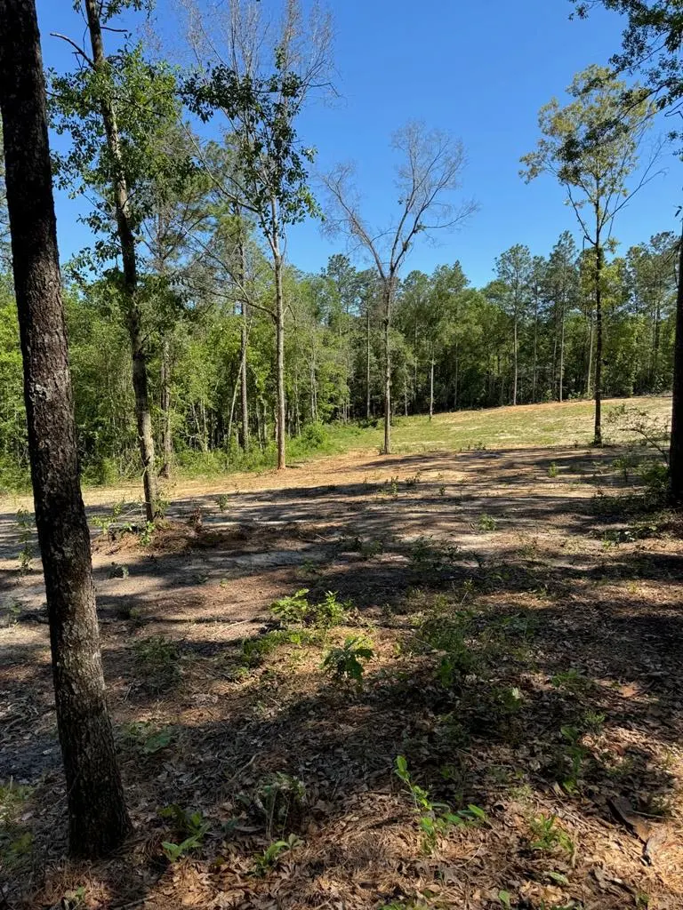 A sunny, wooded lot with tall trees and a clearing in the background. The ground is covered in leaves and small plants.