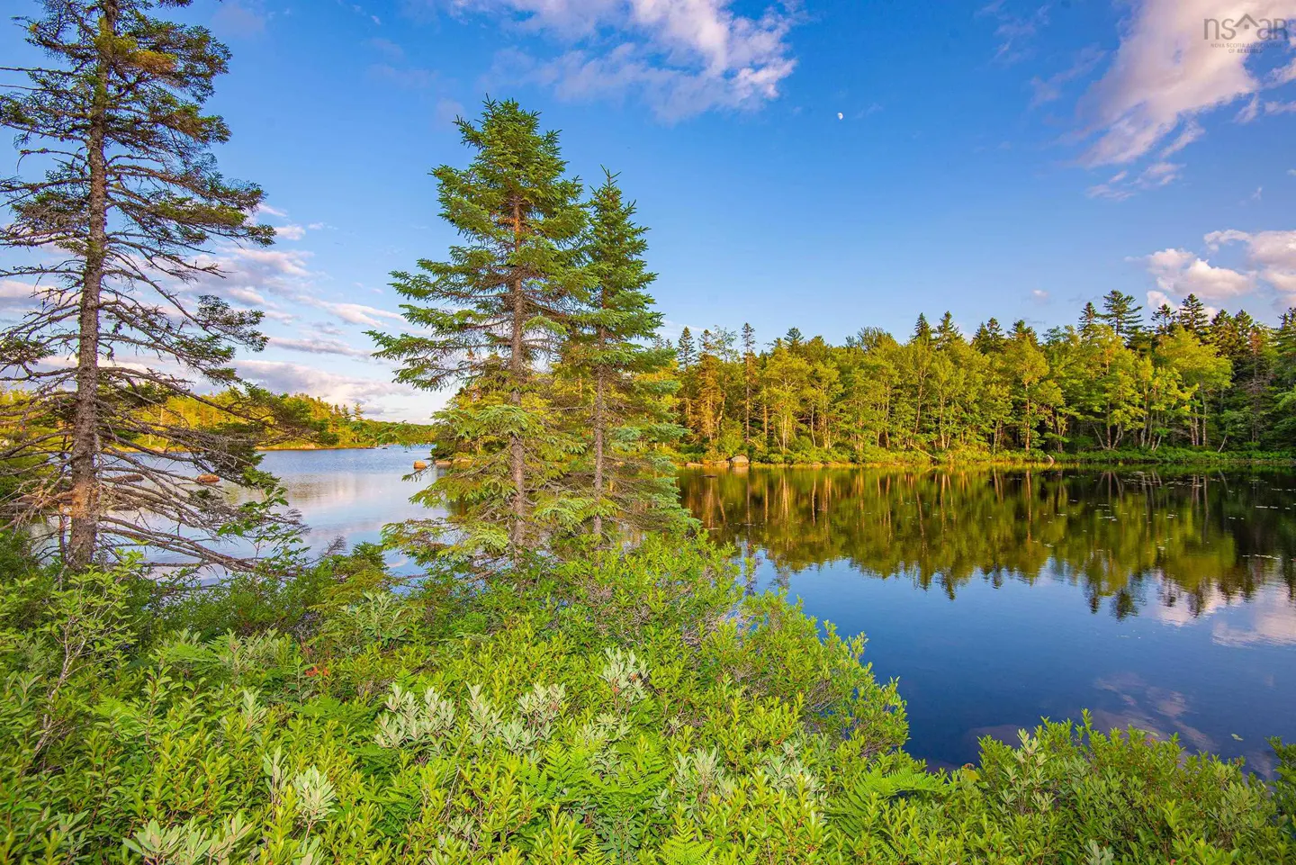 Scenic view of a calm lake reflecting green trees under a blue sky with scattered clouds. Lush greenery in the foreground.