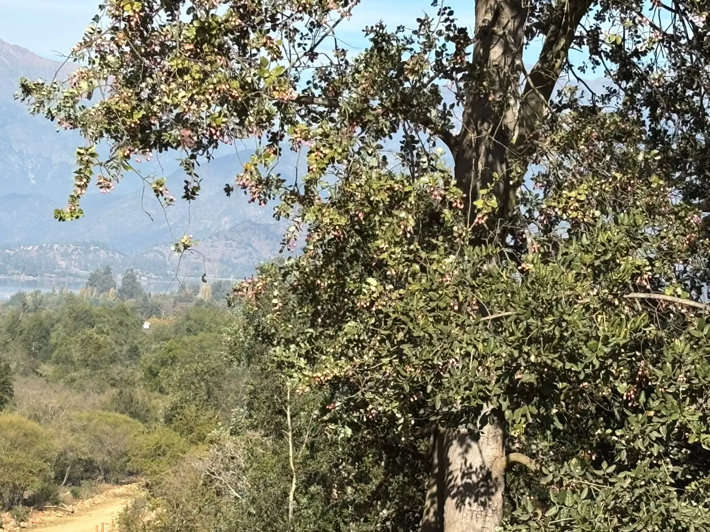 Landscape view of a tree with green leaves and pink berries, a forest, and mountains in the background.