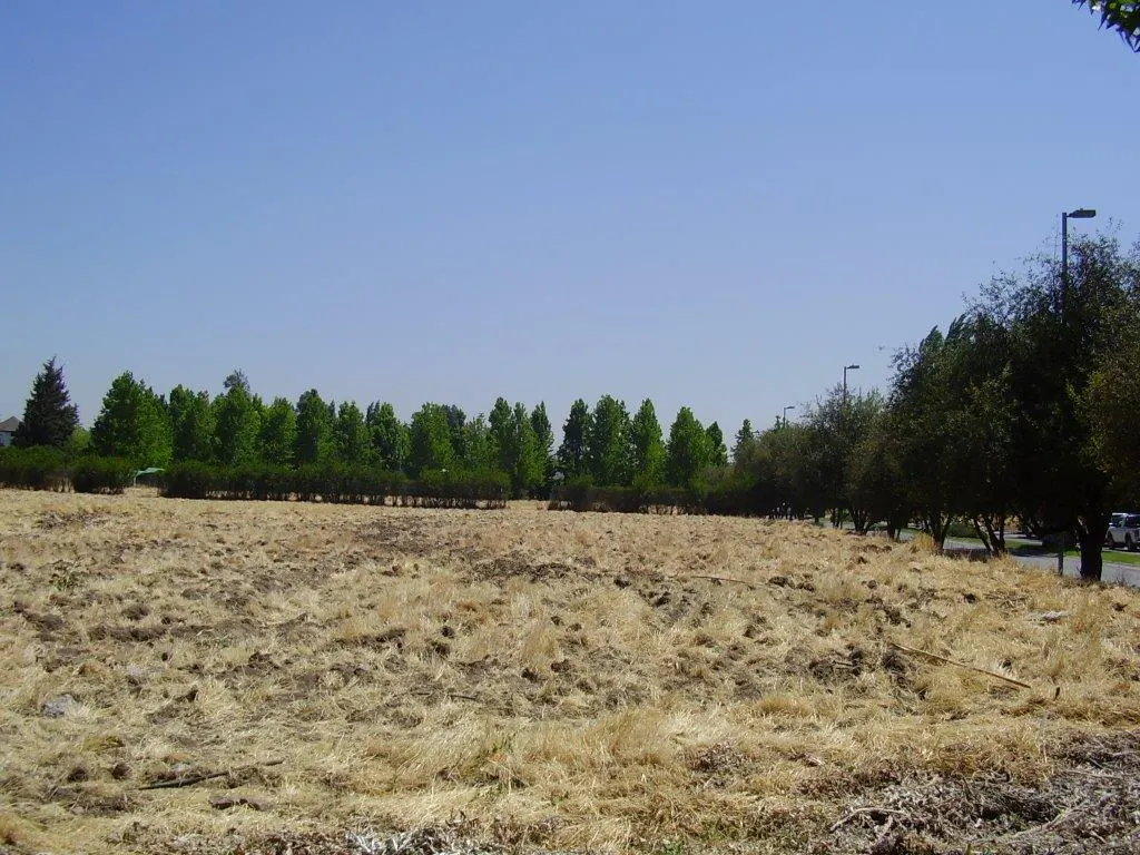Vacant lot with dry grass under a clear blue sky, bordered by green trees and shrubs. Street lamps line the right side.