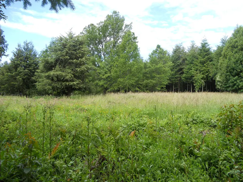 Lush green meadow with tall grass and wildflowers, backed by a dense forest of green trees under a partly cloudy sky.