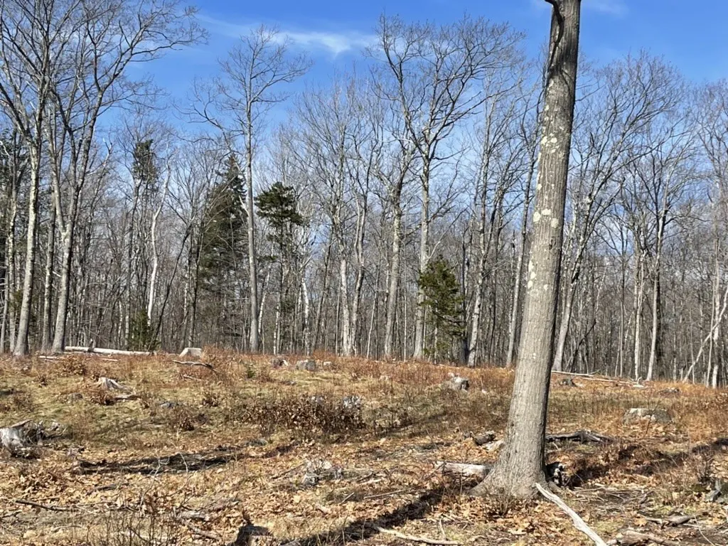 Land for sale with bare trees under a blue sky. Brown leaves and tree stumps cover the ground.