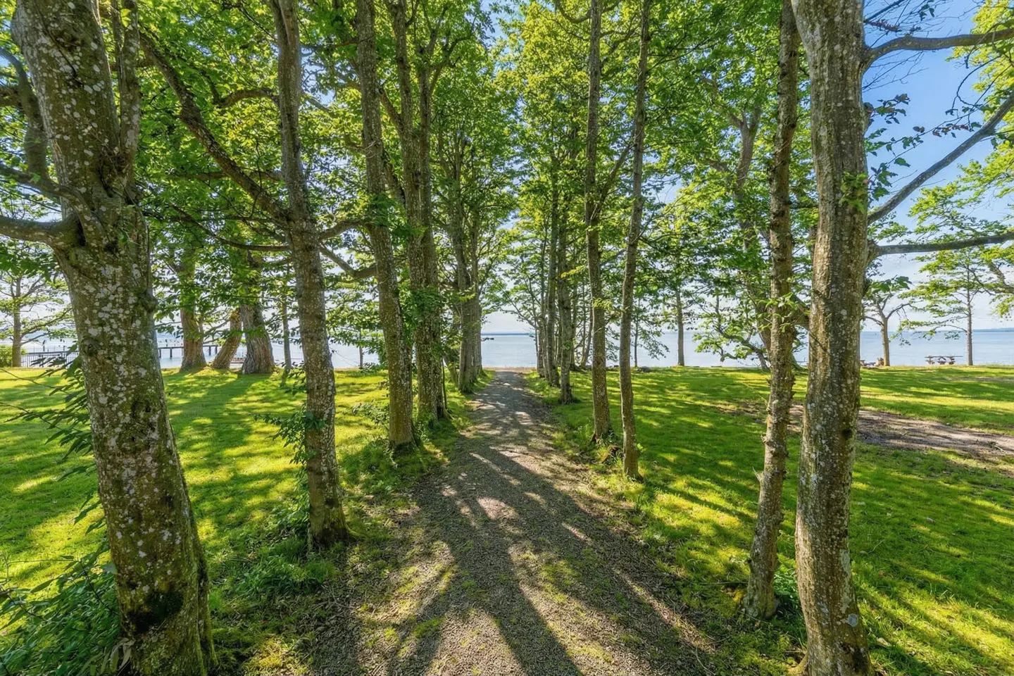 A gravel path lined with tall trees leads to a blue lake under a sunny sky. Green grass covers the ground.