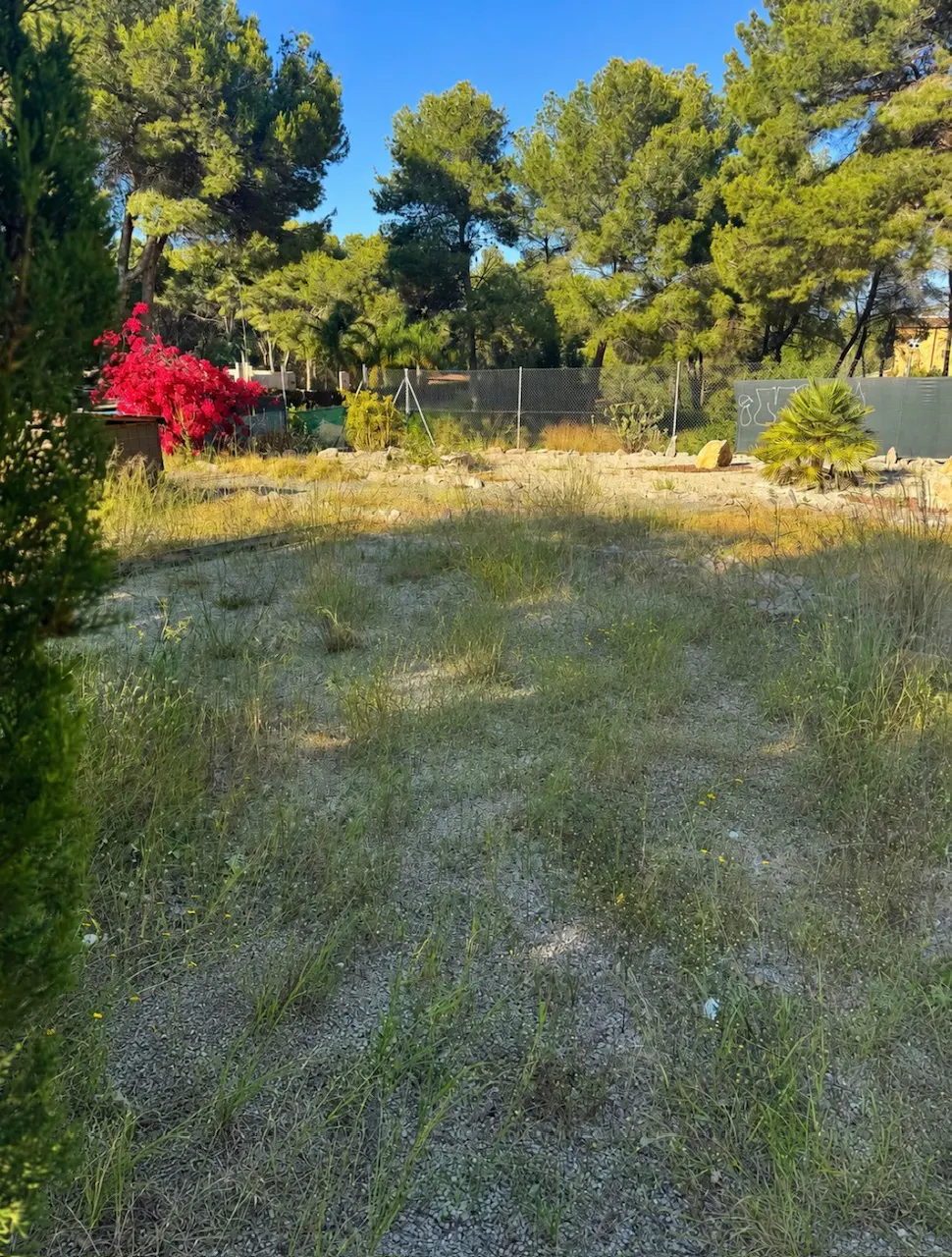 Vacant lot with sparse grass and trees in the background under a blue sky. A red flowering bush is on the left.