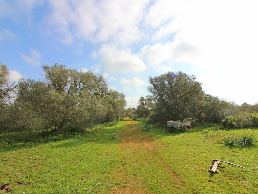 Dirt path through a green field with trees under a blue sky with white clouds. A trailer and farm equipment are visible.