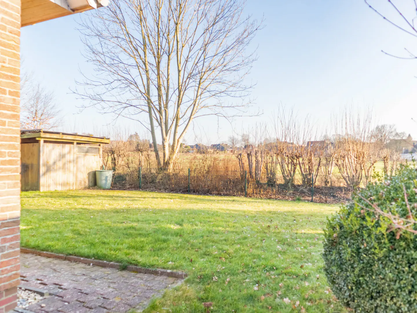 A backyard with green grass, a shed, and a large tree without leaves under a blue sky.