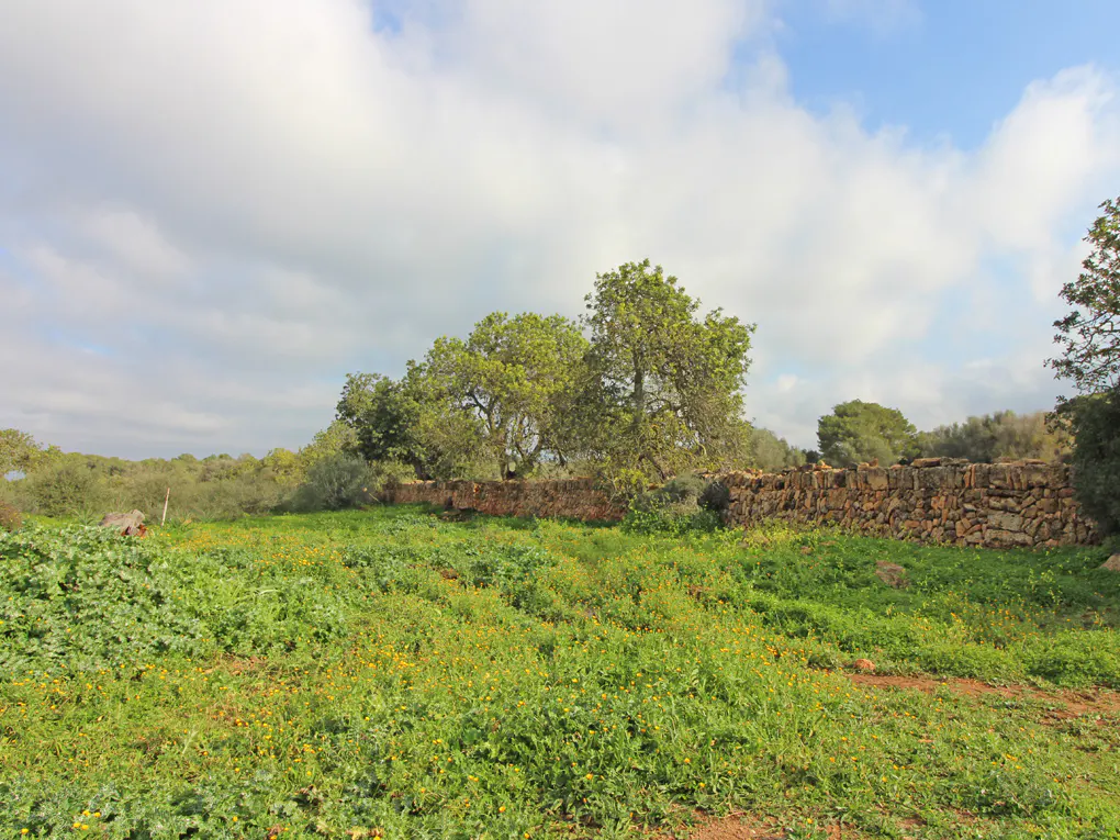 A field of green grass and yellow flowers, bordered by a stone wall and trees under a cloudy sky.