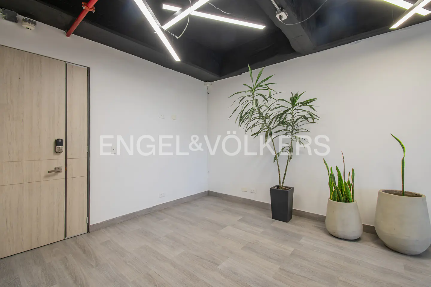 An empty room with gray wood floors, white walls, and a black ceiling with modern lights. There are three potted plants and a light wood door.