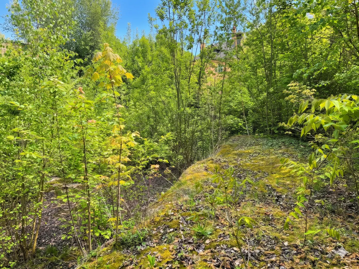 Lush green vacant lot with trees and mossy ground. A building is visible in the background.