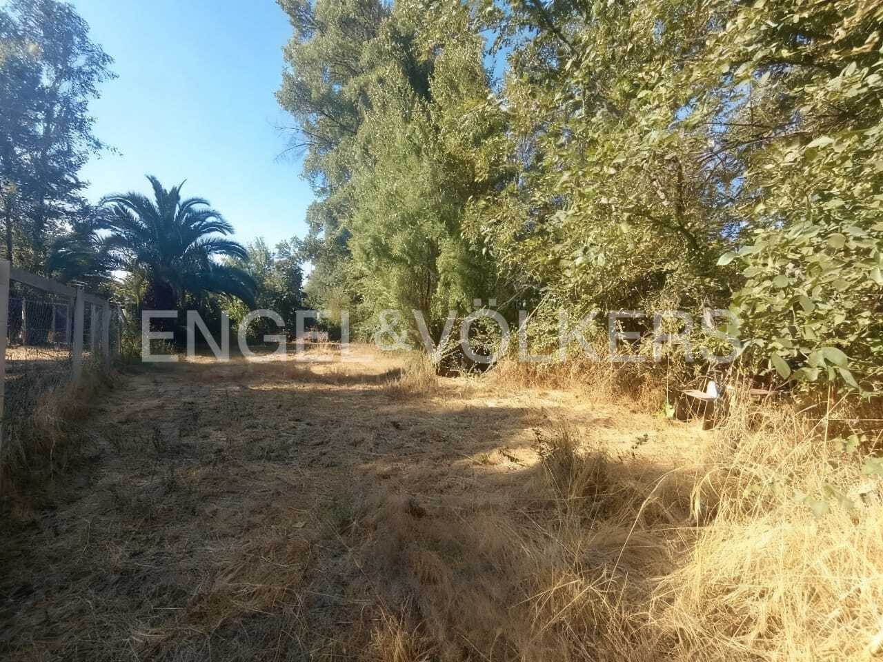 A vacant lot with dry grass, trees, and a palm tree under a blue sky. A wooden fence is on the left.