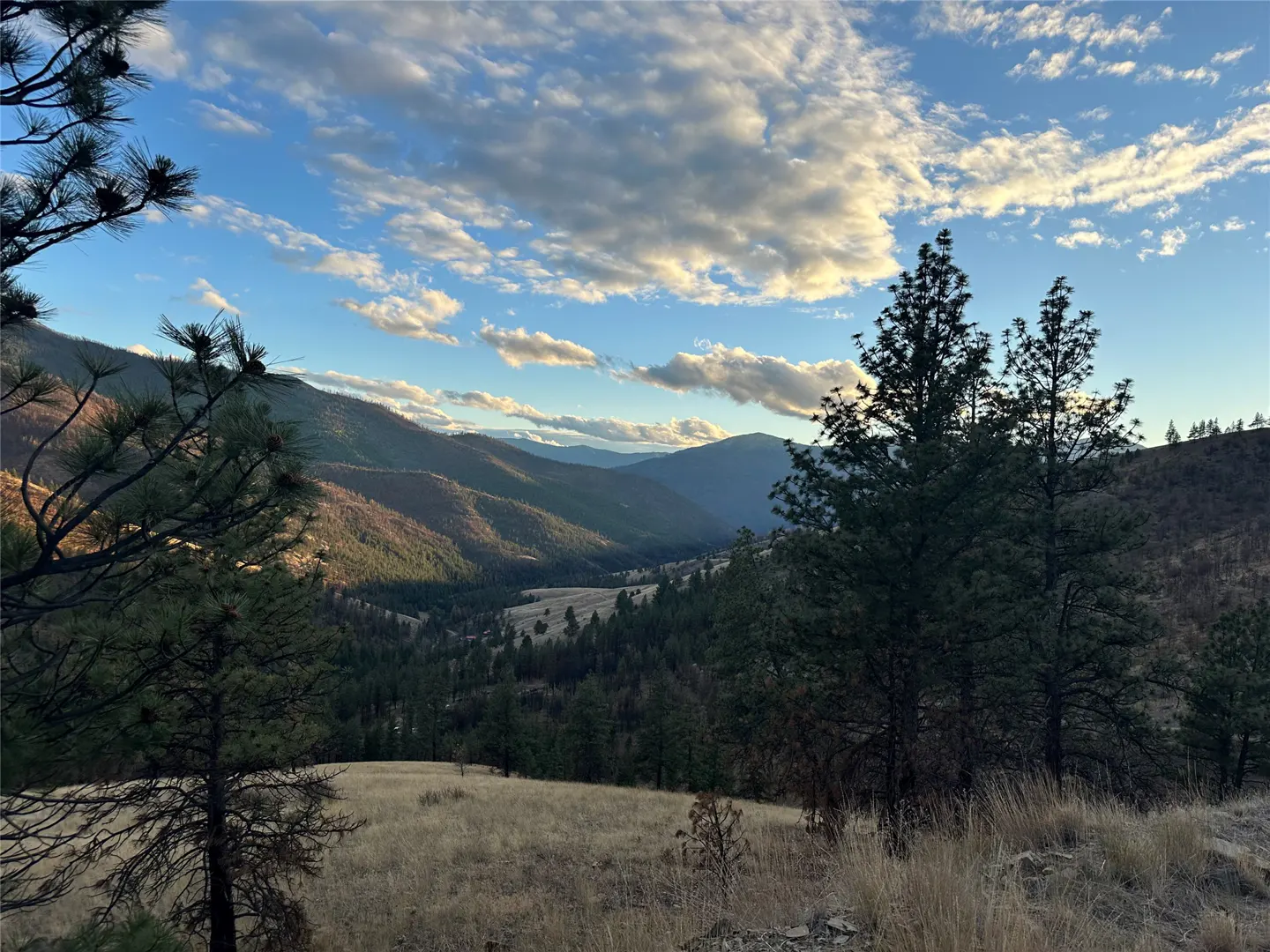 Scenic mountain valley view with tall pine trees, dry grass, and a blue sky with fluffy white clouds.