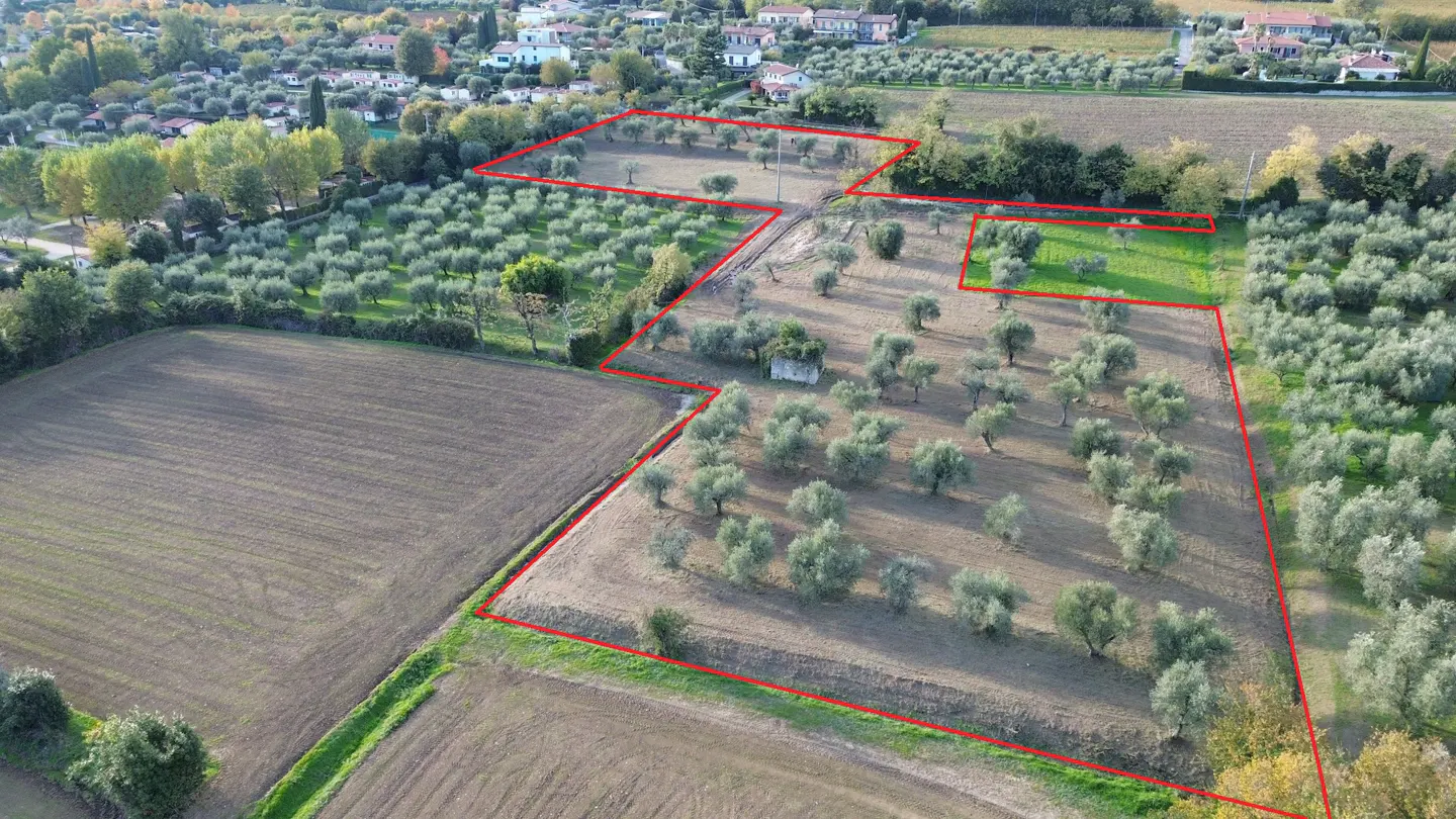 Aerial view of a large olive grove with red property lines, trees, and a small building.