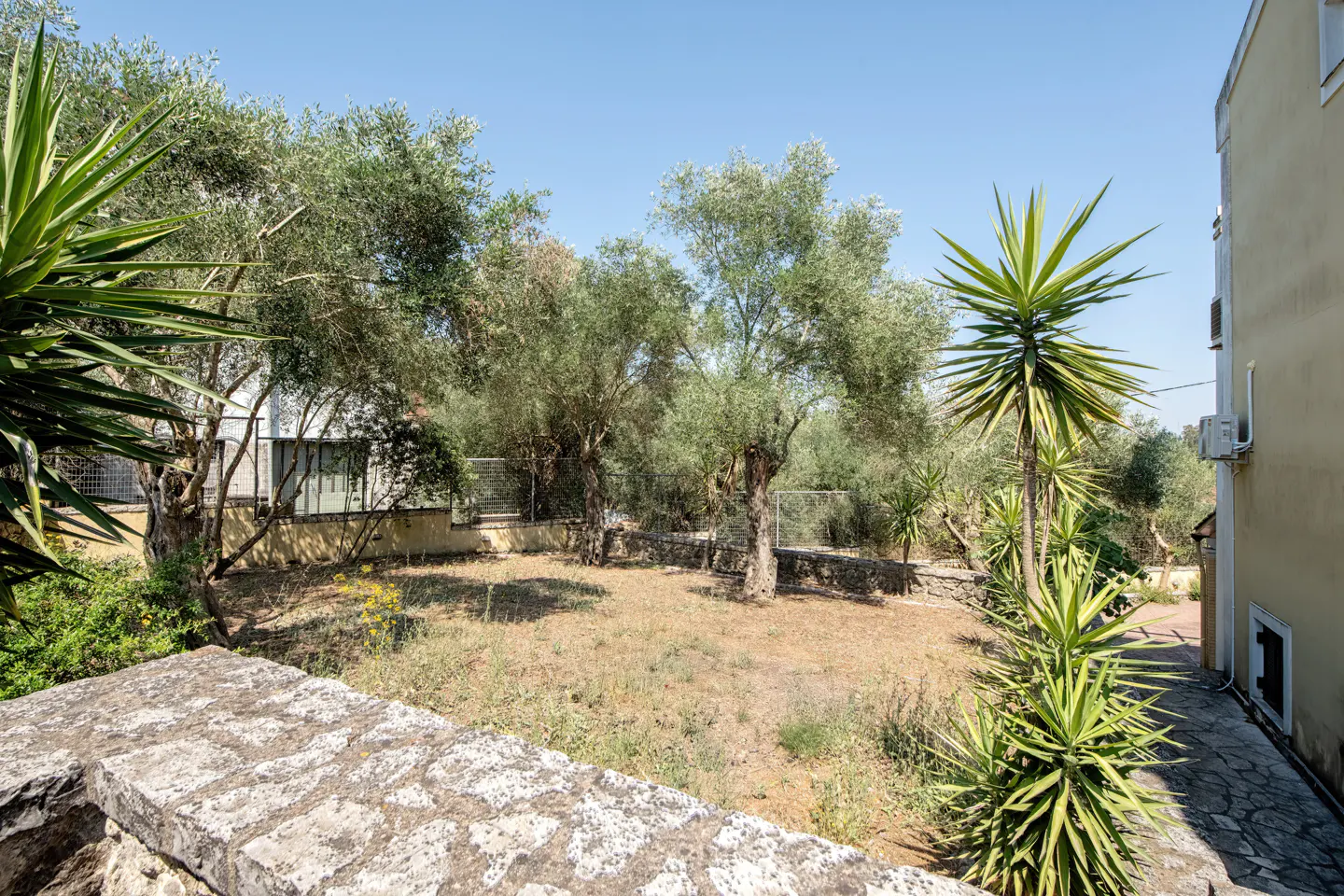 A sunny backyard with olive trees, yucca plants, and a stone wall under a clear blue sky.