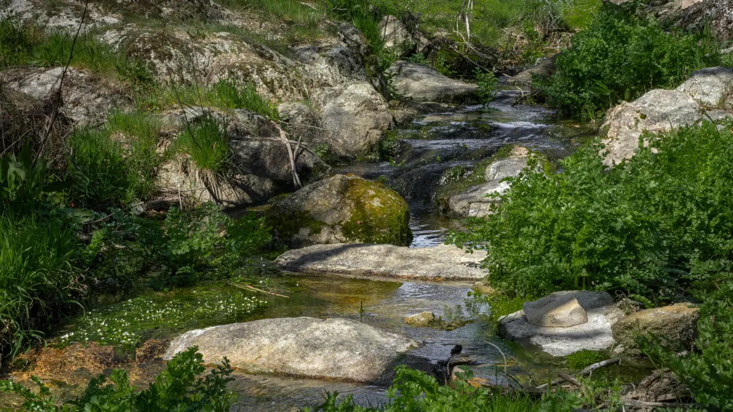 A small stream flows over rocks and through green vegetation.