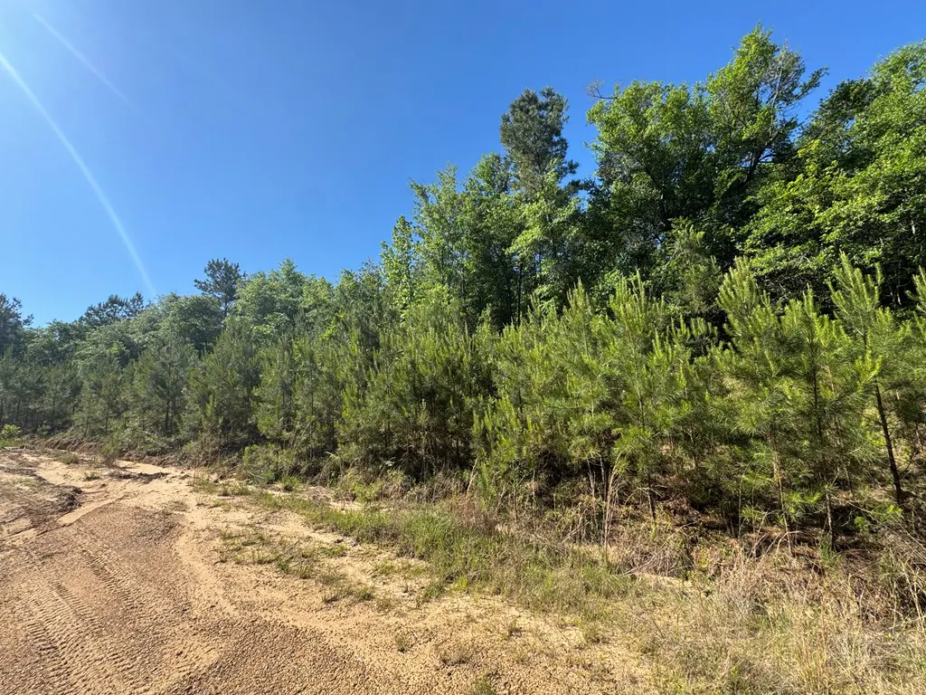 A sunny view of a wooded lot with a dirt path and green trees against a blue sky.