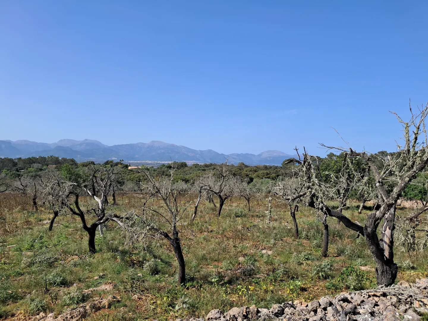 Landscape view of a field with bare trees, green grass, and mountains under a clear blue sky.
