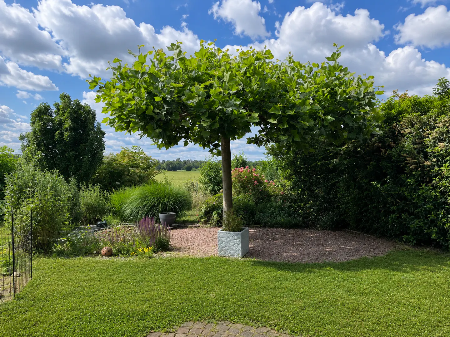 A manicured tree in a square planter stands in a gravel garden area with lush green lawn and a blue sky with clouds.