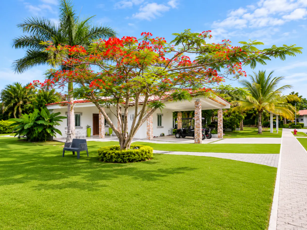 A white house with a red-flowered tree in the front yard, green grass, and a blue sky.