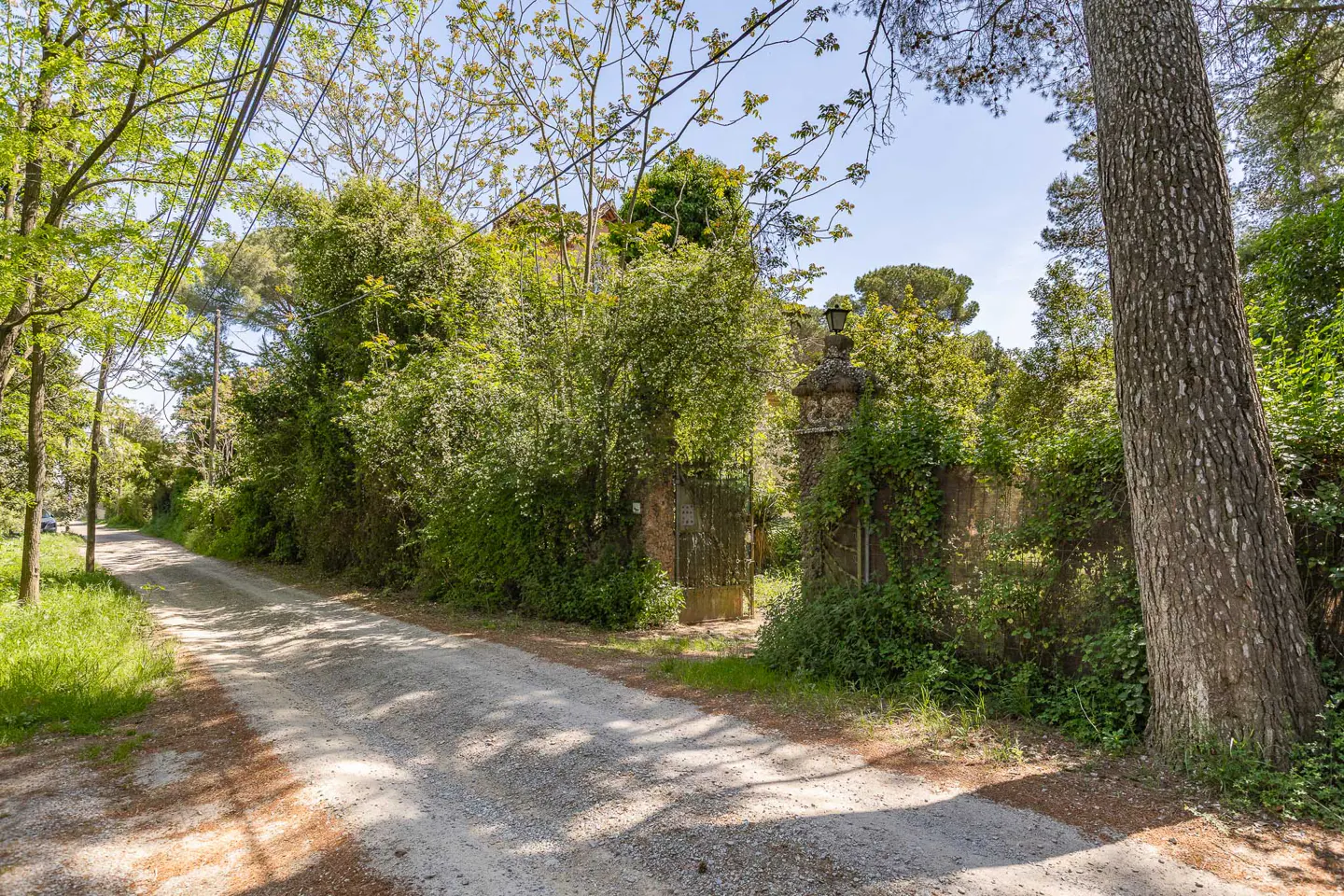 Gravel driveway leading to a gated entrance covered in green foliage and trees.