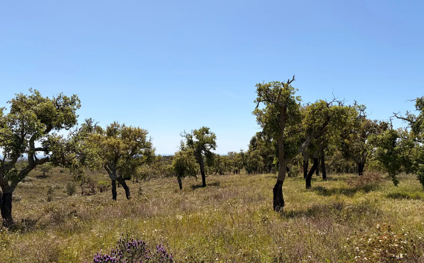 A landscape view of a cork oak forest with green trees and a field of wildflowers under a clear blue sky.