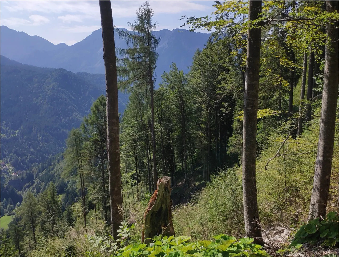A view of mountains through a green forest with tall trees and a tree stump in the foreground.