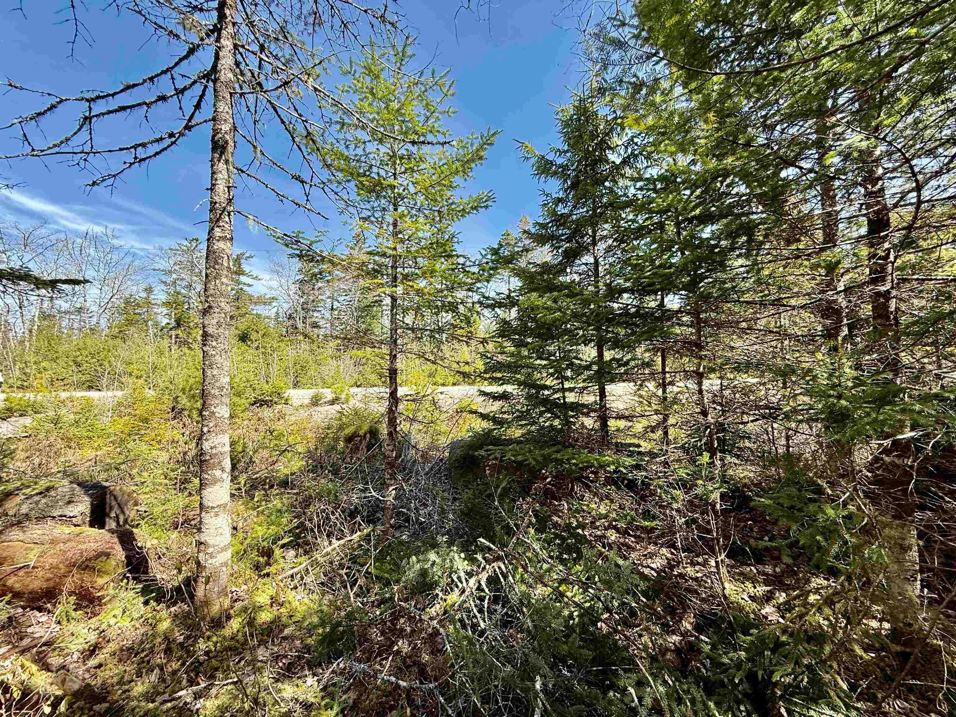 Build Your Dream Home on This Private Wooded Lot